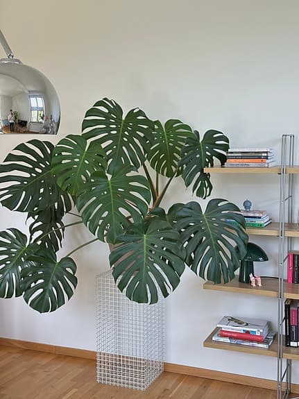 Sjuårig monstera i kruka