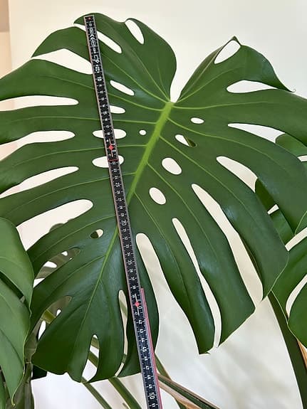 Sjuårig monstera i kruka