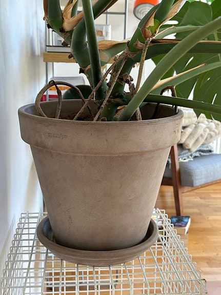 Sjuårig monstera i kruka