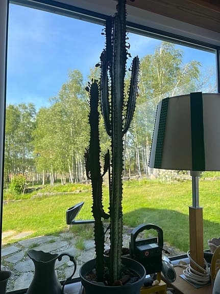 Inomhus kaktus