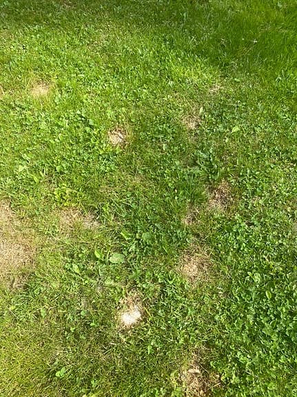 Maskrosborttagare för trädgård