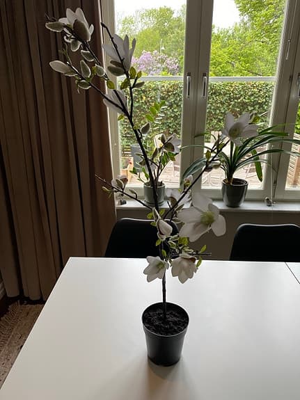 Magnolia växt, konstgjord, vita blommor