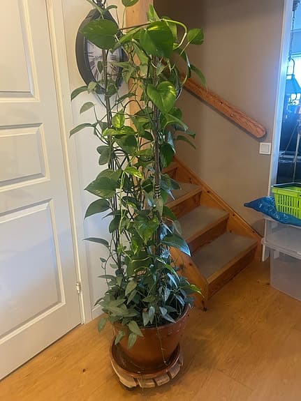Stor klätterväxt i kruka höjd ca 155cm