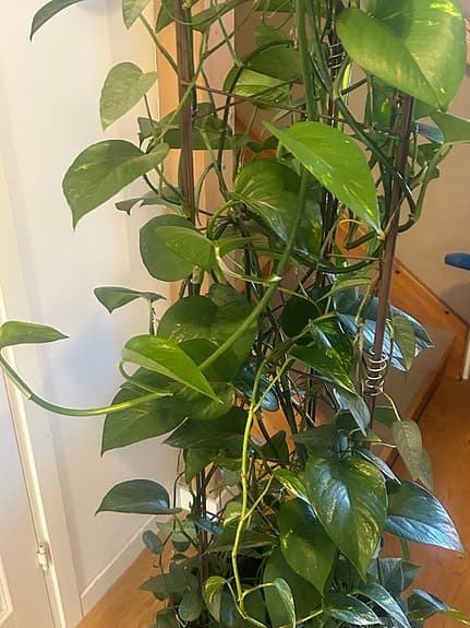 Stor klätterväxt i kruka höjd ca 155cm