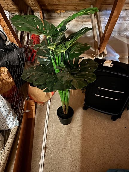 Grön konstväxt monstera i kruka