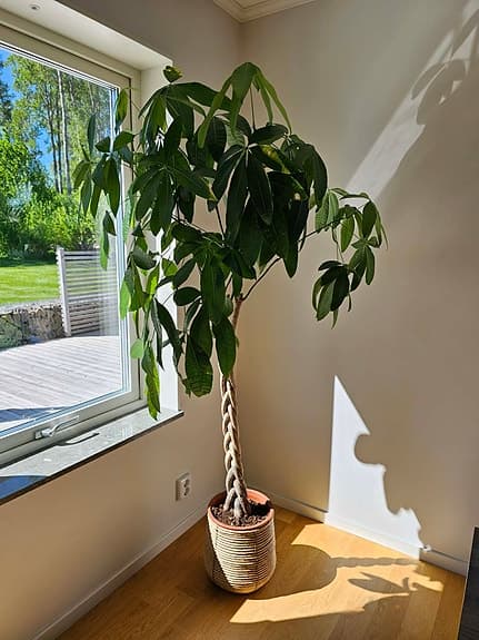 Stor grönt inomhusträd (Strandkastanj) med flätad stam