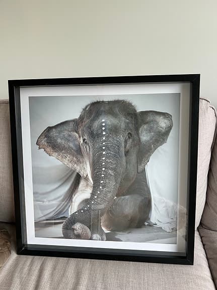Tavla från Love Warriors - Elephant Adele 50 x 50 cm