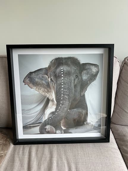 Tavla från Love Warriors - Elephant Adele 50 x 50 cm