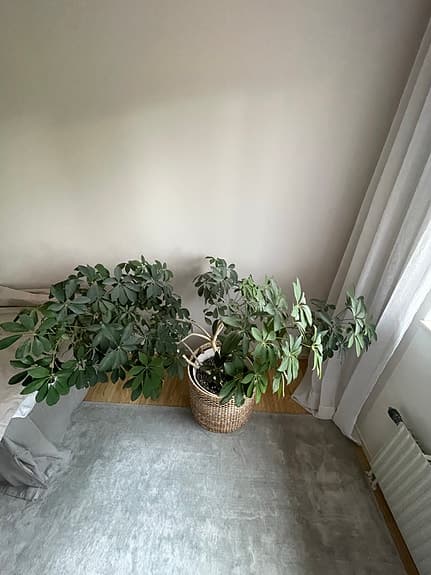 Stor grön krukväxt i korg