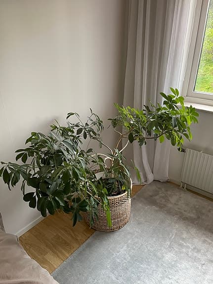 Stor grön krukväxt i korg
