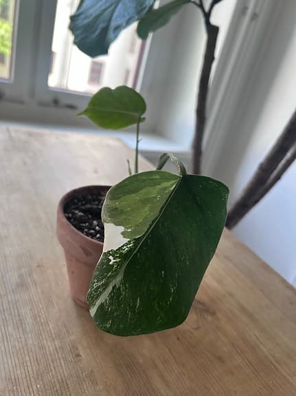 Monstera Albo variegata planta
