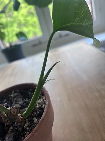 Monstera Albo variegata planta