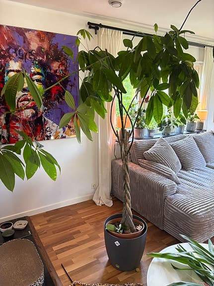 Stor grön krukväxt i flätad stam