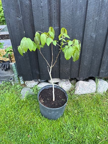 Valnöt trädplanta i kruka