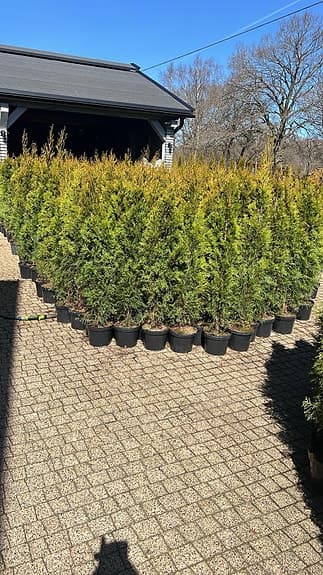 Thuja i kruka gröna häckplantor