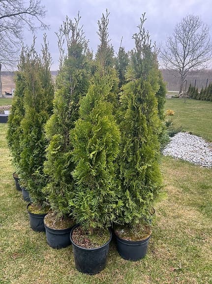 Thuja i kruka gröna häckplantor