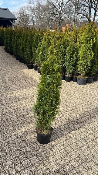 Thuja i kruka gröna häckplantor