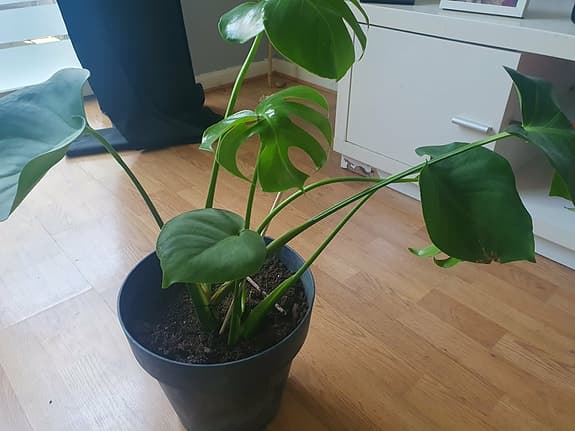 ### Monstera Växter ###