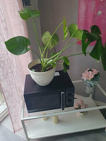 ### Monstera Växter ###