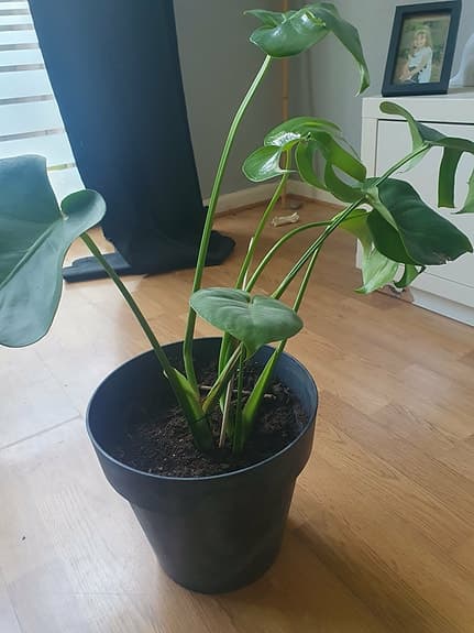 ### Monstera Växter ###