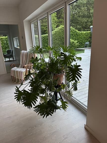 Stor grön krukväxt med delade blad