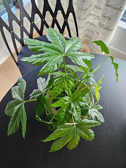 Nyköpt krukväxt Japansk Aralia 30 cm hög, 40 cm bred, ytterkruka ingår
