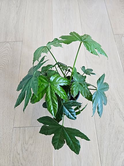 Nyköpt krukväxt Japansk Aralia 30 cm hög, 40 cm bred, ytterkruka ingår