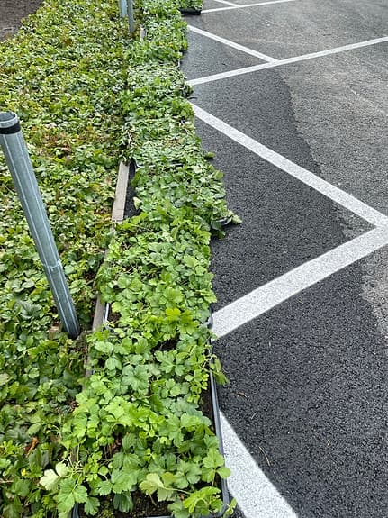 Marktäckande gröna plantor i brickor ( växtmatta)