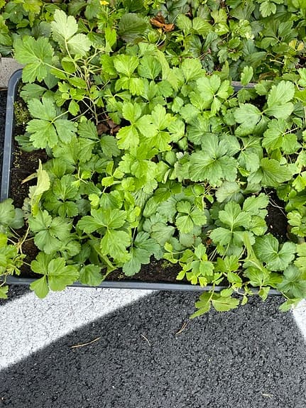 Marktäckande gröna plantor i brickor ( växtmatta)