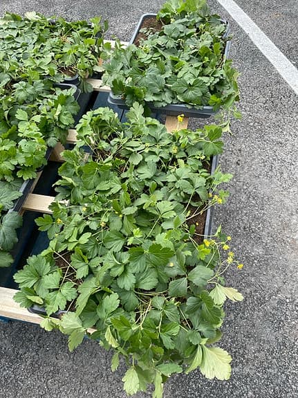 Marktäckande gröna plantor i brickor ( växtmatta)
