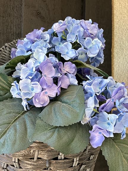 Blå fake hortensia i kruka
