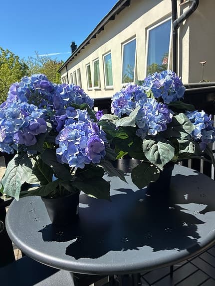 Blå fake hortensia i kruka