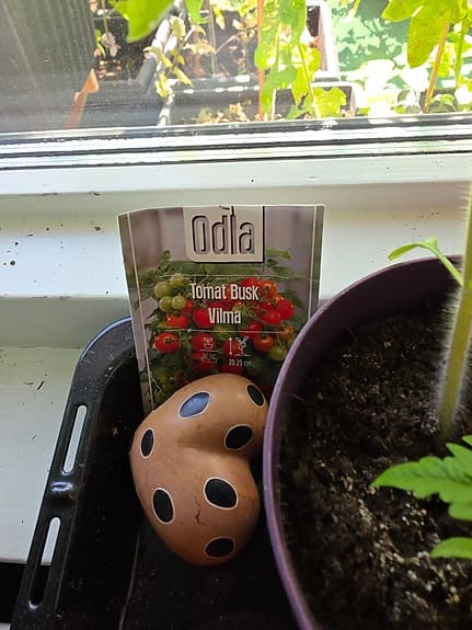 Tomatplanta busktomat Vilma