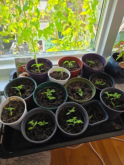 Tomatplanta busktomat Vilma