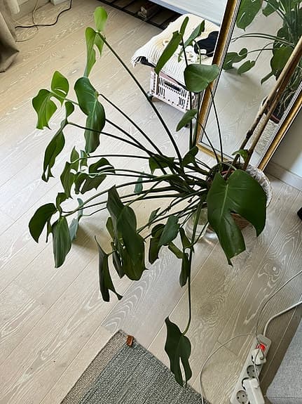 Stor Monstera Deliciosa – frisk och välmående 🌿