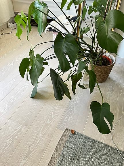 Stor Monstera Deliciosa – frisk och välmående 🌿