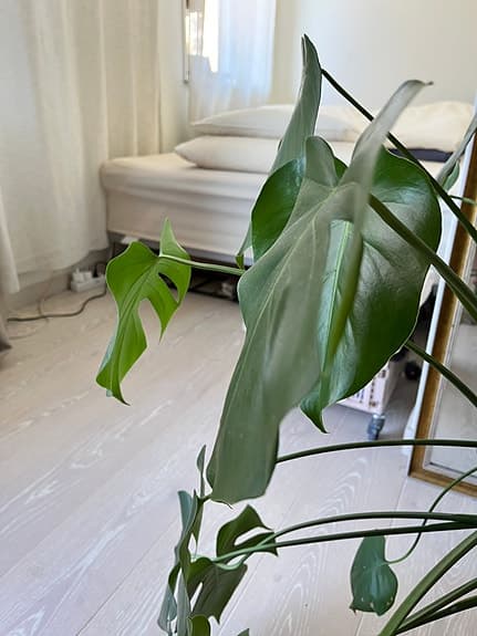 Stor Monstera Deliciosa – frisk och välmående 🌿