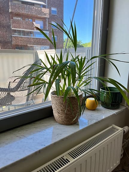 Fin och välmående Kentiapalm säljes. 🌿