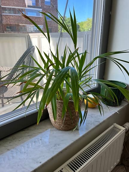Fin och välmående Kentiapalm säljes. 🌿