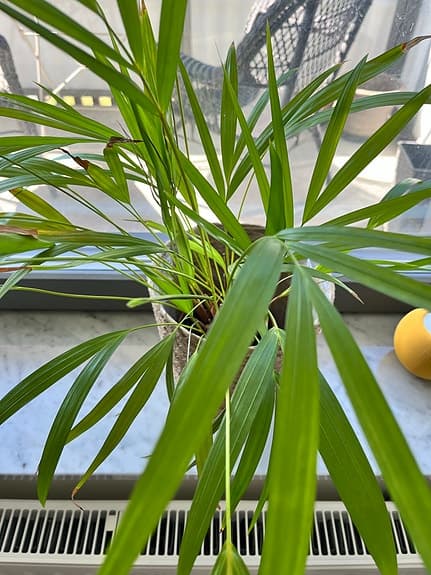 Fin och välmående Kentiapalm säljes. 🌿