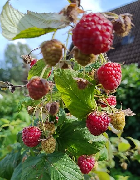 Hösthallon plantor som ger stora bär!