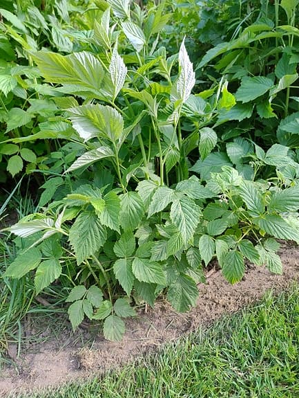 Hösthallon plantor som ger stora bär!