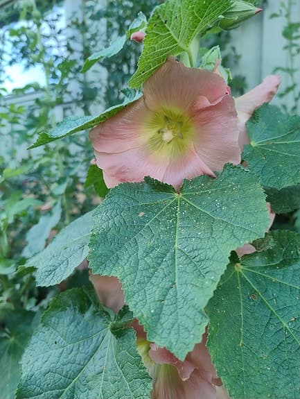 Hösthallon plantor som ger stora bär!