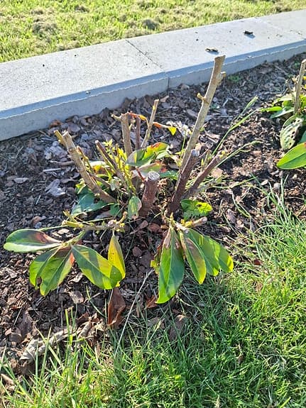 Lagerhägg "etna" 46st nedklippta