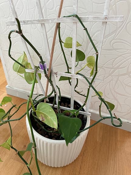 Grön klätterväxt i vit kruka