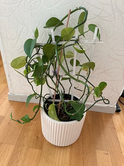 Grön klätterväxt i vit kruka