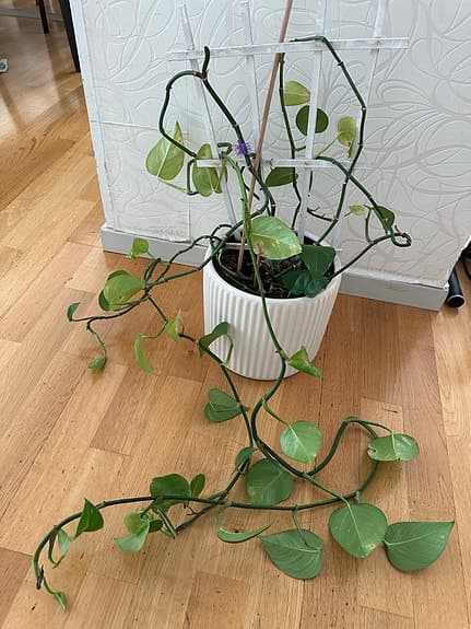 Grön klätterväxt i vit kruka