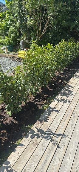 Häckplantor lagerhägg Novita 13st / 150kr