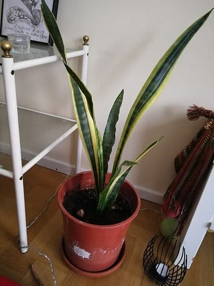 Snake plants