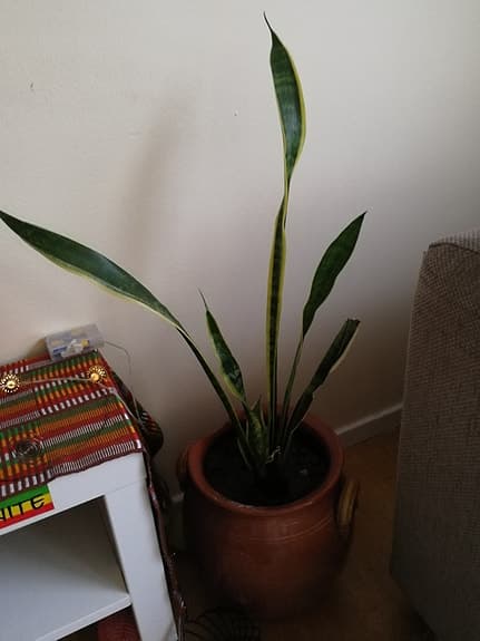Snake plants